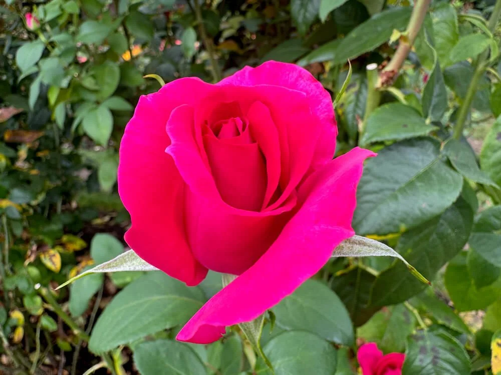 Rosa 'All My Loving' (All My Loving Hybrid Tea Rose) — Northwest